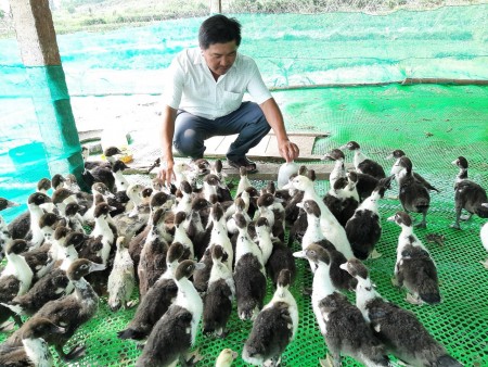 Phú Hòa: Nuôi vịt Xiêm nuôi trên sàn lưới mang lại hiệu quả kinh tế cao