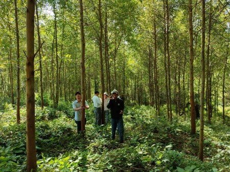 Bước đầu nhân rộng mô hình trồng rừng thâm canh gỗ lớn bằng giống keo lai mô ở huyện Sơn Hòa