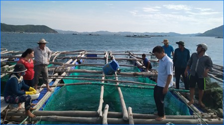 Phú Yên – Sử dụng thức ăn công nghiệp cho cá chim vây vàng
