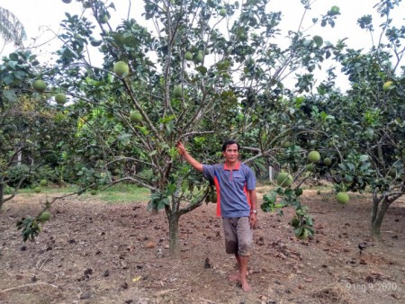 Anh Nguyễn Trung Cang thành công với cây bưởi da xanh trên đất Hòa Thịnh
