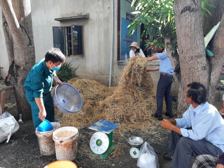 Tổ chức lớp tập huấn tại hiện trường về phối trộn thức ăn tinh, ủ chua thức ăn xanh cho bò