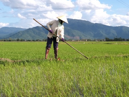 Huyện Tây Hòa: Triển khai mô hình sản xuất lúa chất lượng vụ Hè Thu năm 2021