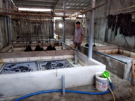 Phú Hòa: Nuôi lươn không bùn, một hướng chuyển đổi cơ cấu vật nuôi nhiều hiệu quả