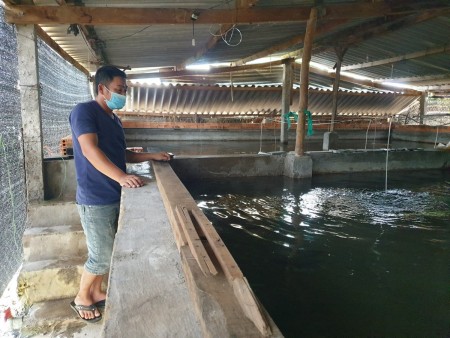 Tây Hòa: Khởi nghiệp với mô hình nuôi cá chình thương phẩm trong bể xi măng.