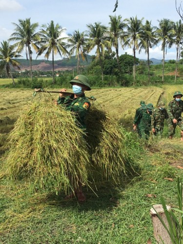 Tuy An: Bộ đội thu hoạch lúa giúp dân do dịch bệnh covid-19