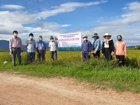 Tây Hòa: Kết quả thực hiện mô hình sản xuất lúa chất lượng