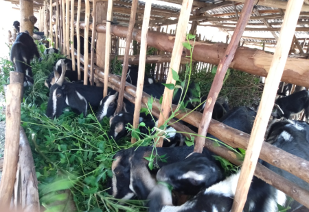 Thực hiện tái đàn gia súc gia cầm gắn với an toàn dịch bệnh, đáp ứng nguồn cung sản phẩm chăn nuôi trên thị trường