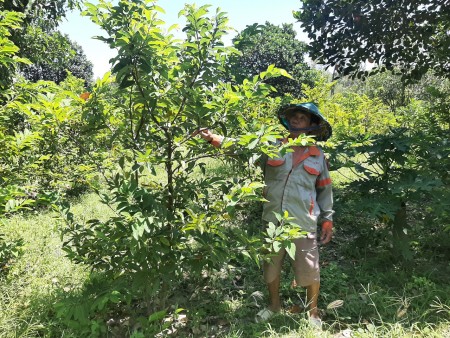 Phú Hòa: Trồng cây mãng cầu ta mang lại hiệu quả kinh tế cao