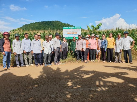 Tây Hòa: Tổ chức lớp tập huấn nhân rộng thuộc Dự án “Xây dựng mô hình sản xuất ngô sinh khối làm thức ăn xanh cho chăn nuôi gia súc” năm 2022