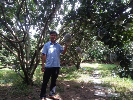 Kinh nghiệm xây dựng vườn cây ăn quả của gia đình anh Võ Ngọc Sơn