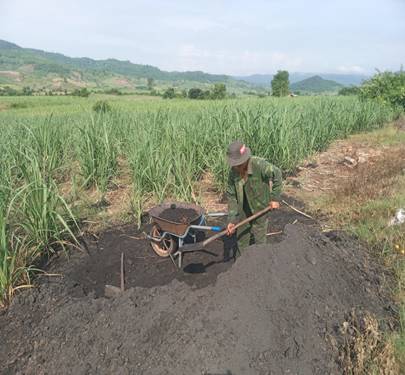 Cải tạo đất bằng phân bã bùn đem lại hiệu quả kinh tế cao cho cây mía