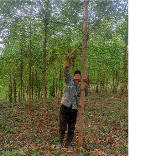 Triển vọng mới cho nông dân về đầu tư thâm canh rừng sản xuất