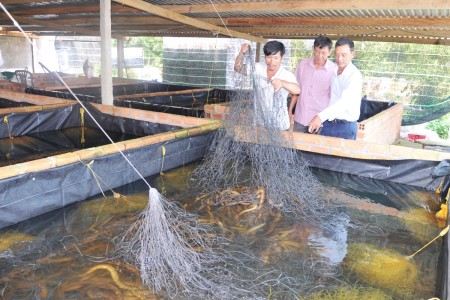 Hiệu quả từ mô hình nuôi lươn không bùn trong bể xi măng