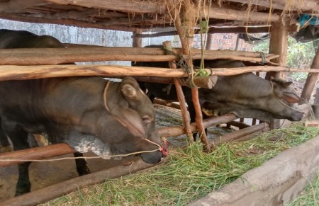 Giải pháp nâng cao hiệu quả chăn nuôi trâu bò trong mùa nắng nóng