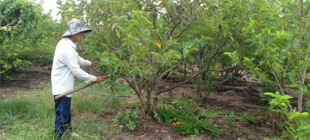 Kinh nghiệm trồng cây mãng cầu của nông dân thôn Ngọc Sơn, xã Hòa Quang Bắc, huyện Phú Hòa