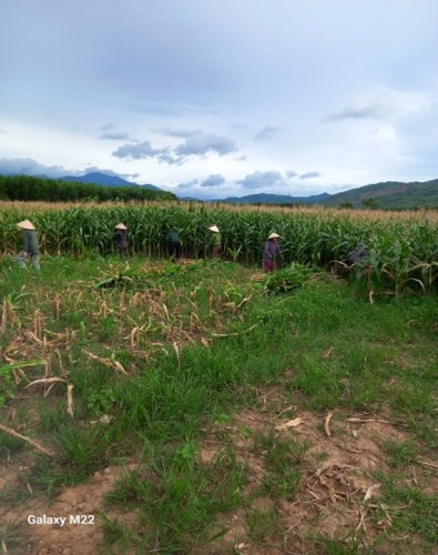 Ngô sinh khối – Một cây trồng triển vọng cho vùng đất huyện miền núi Đồng Xuân