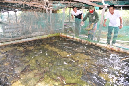 Thị xã Đông Hòa: Hiệu quả từ áp dụng kinh tế tuần hoàn trong nuôi cá nước ngọt