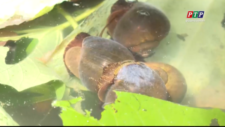 Chương trình Bạn nhà nông tháng 7_2022: Hướng dẫn kỹ thuật nuôi ốc bươu đen