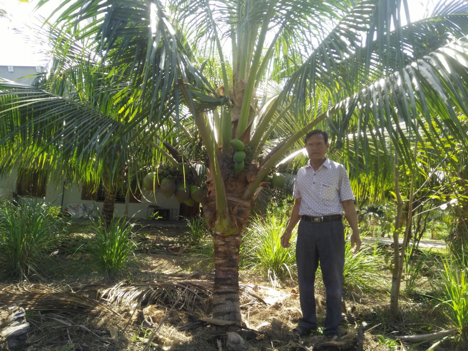 Triển vọng cây dừa xiêm trồng trên đồng đất Thanh Hóa