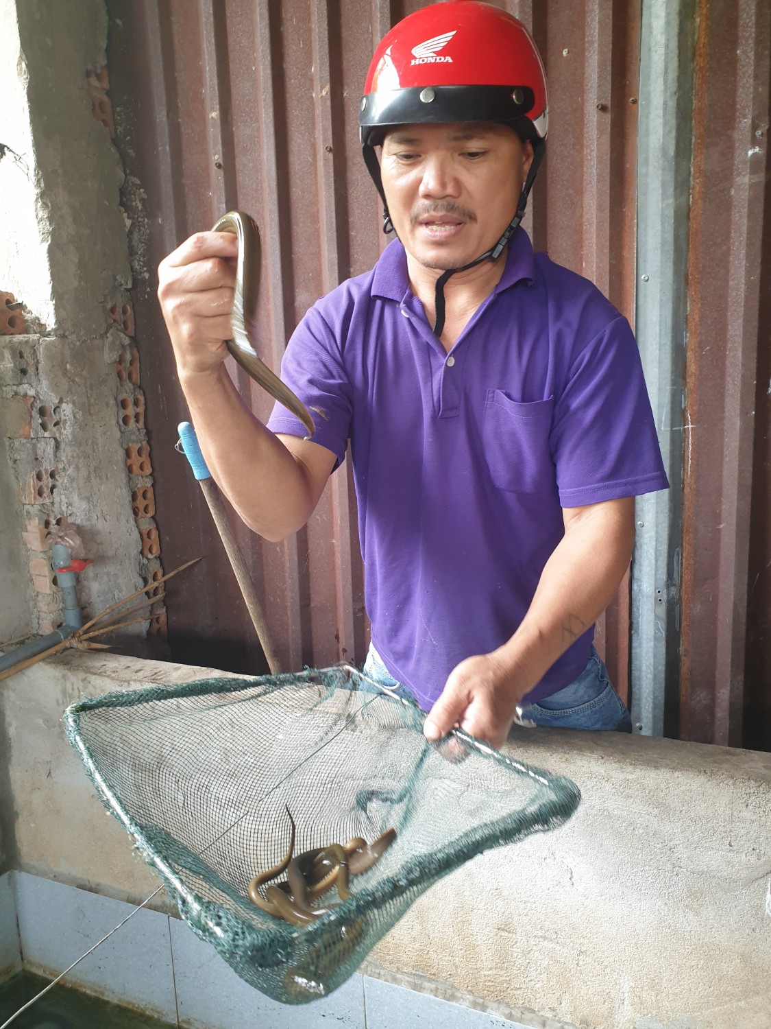 Anh Lai đang tính tăng trọng hàng tháng của lươn